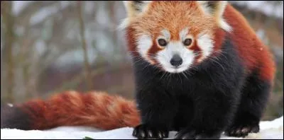 Quel est cet animal qui ressemble à un raton-laveur ?