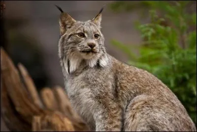 Qu'est-ce que cet animal ?
