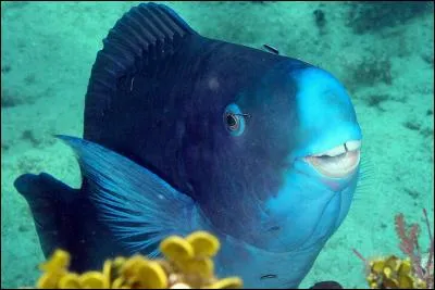 C'est quoi ce poisson ?