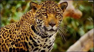 Quel est ce gros minet ?