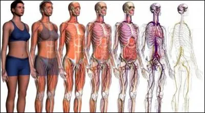 Où se trouve le sigmoïde dans le corps humain ?