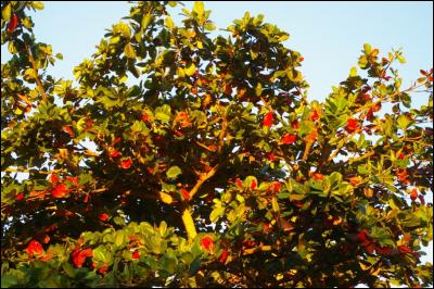 C'est un arbre dont les feuilles sont employées en aquarophilie pour soigner les poissons tropicaux. Son autre nom est l'amandier-pays, mais quel est son nom usuel ?