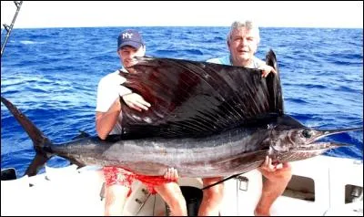 Ce poisson est un poisson qu'on pêche essentiellement à la traîne, il possède un rostre important, qui lui sert à tuer les poissons dont il se nourrit. Il est aussi très rapide. Mais, en conclusion quel est-il ?