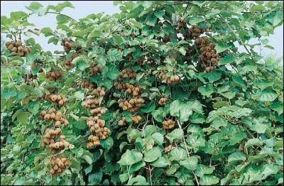 Quelle plante produit le kiwi ?
