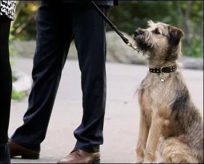 Comment s'appelle le chien de Chuck ?