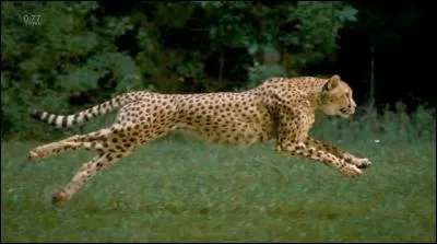 Quelle est la vitesse de pointe du guépard ?
