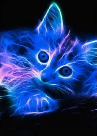 Combien de races de chats y a-t-il dans le monde ?