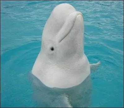 Ses cousins dauphins en ont un aussi...