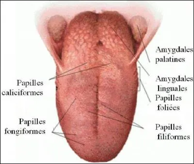 Les papilles de la langue sont les capteurs spécialisés du goût. Suivant leurs positions, elles révèlent une sensation dans un laps de temps plus ou moins long. Quels sont les bons emplacements ?