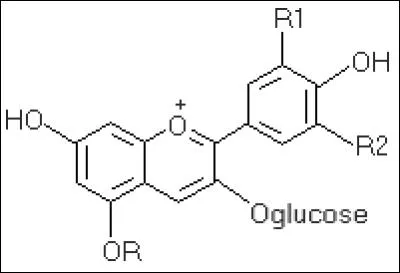 Les anthocyanes sont des pigments qui donnent sa couleur au vin rouge.
Dans quelle partie du raisin se trouvent-elles ?