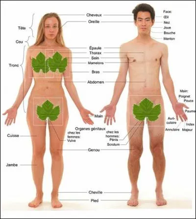 Ces anthocyanes ont un pouvoir très intéressant sur la santé de ceux qui en consomment. Lequel ?