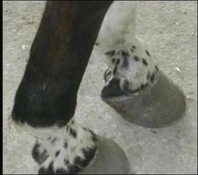 Quelle est la particularité de la balzane ci-contre ?