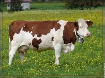 Les nasons sont les narines de la vache.