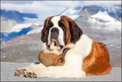 Ce chien est un saint-bernard.