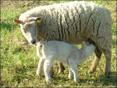 Le petit de la brebis est un agneau ou une agnelle.