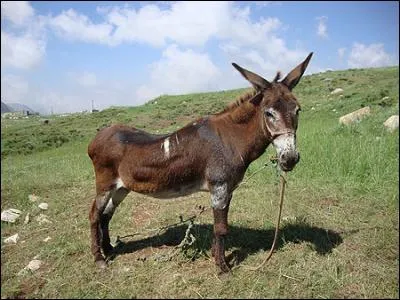 Cet animal est un cheval.