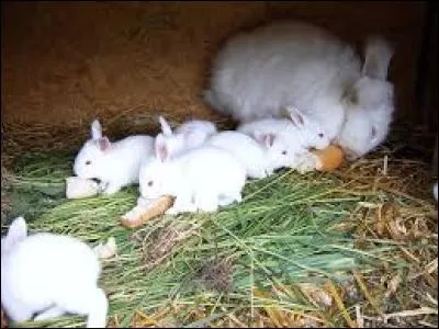 Les lapinous sont les bébés lapins.