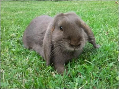 Cet animal aux longues oreilles est un lièvre.