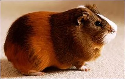 Le cochon d'Inde est un rongeur.