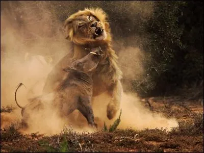 Trouve le titre du film, grâce à ces deux animaux !