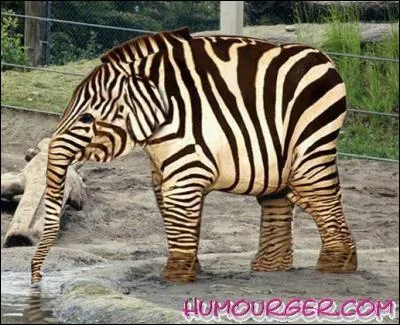 Trouve le nom de l'animal !