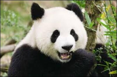 Que mange le panda géant ?