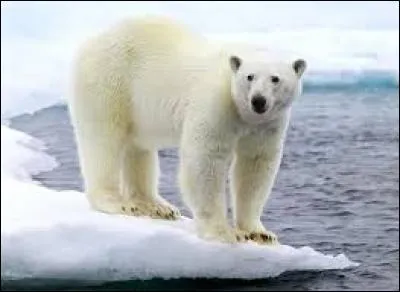 L'ours polaire habite :