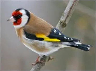 Combien y a-t-il d'esp&egrave;ces d'oiseaux sur Terre ?