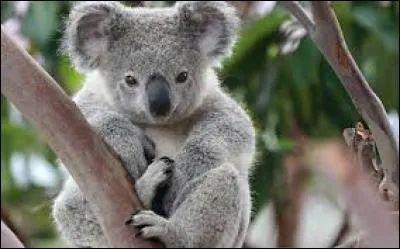 Combien de temps la femelle koala peut-elle vivre ?