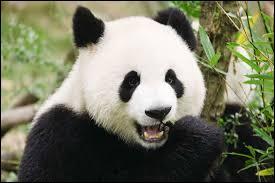Quiz Animaux