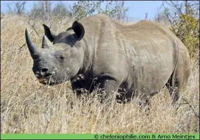 Né un 28 mars, il nous a laissé le souvenir de sa cantatrice chauve et du bel animal en photo :