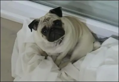 Comment s'appelle le chien de Marie Lopez ?