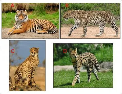 Le guépard aux griffes non rétractiles se trouve en :