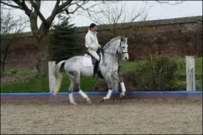 Pour communiquer avec son cheval, la connexion avec le cheval doit être :