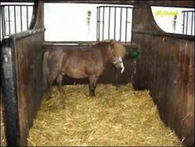 Quel est l'ordre du matériel de pansage ?