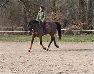 Combien existe-t-il de disciplines olympiques ?