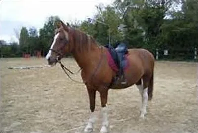 Les randonnées durent en général 1 heure.