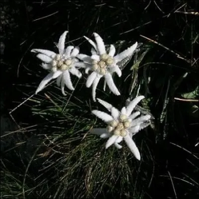 Comment se nomme cette fleur ?