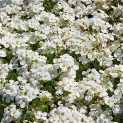 Comment est aussi nommée l'arabette des Alpes ?