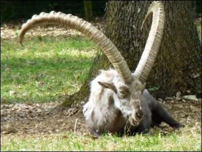 Quelle est la plus vaste forêt des Deux-Sèvres ?