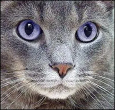 Je suis une chatte au pelage gris-bleu, (fille d'Étoile Bleue). Qui suis-je ?