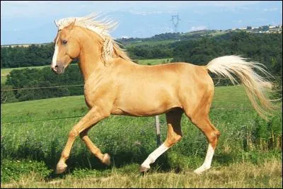Ce cheval à la robe dorée possède une robe dite :