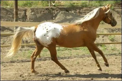 Ce cheval est de robe :