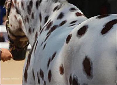 Et ce cheval ? On dit que c'est un cheval ayant une robe : 
(le terme exact ! )