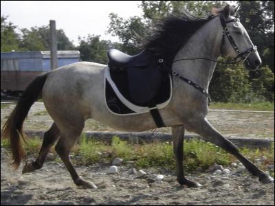 Ce cheval a les poils gris, une crinière noire, de même que le bas des jambes, il est donc :