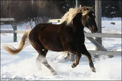 Ce cheval est :