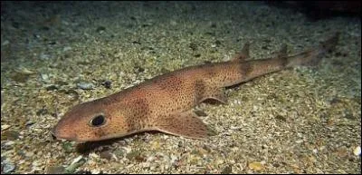 La saumonette est un requin :