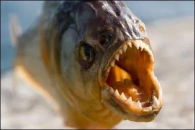 Quel est ce poisson qui a l'air bien sympathique ?