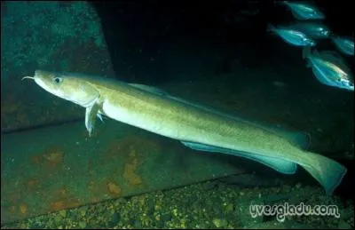 Quel est l'autre nom de la lingue ?