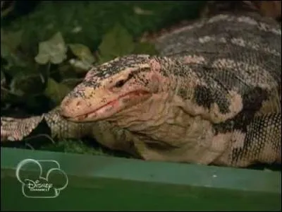 Comment s'appelle le lézard de Ravi Ross ?